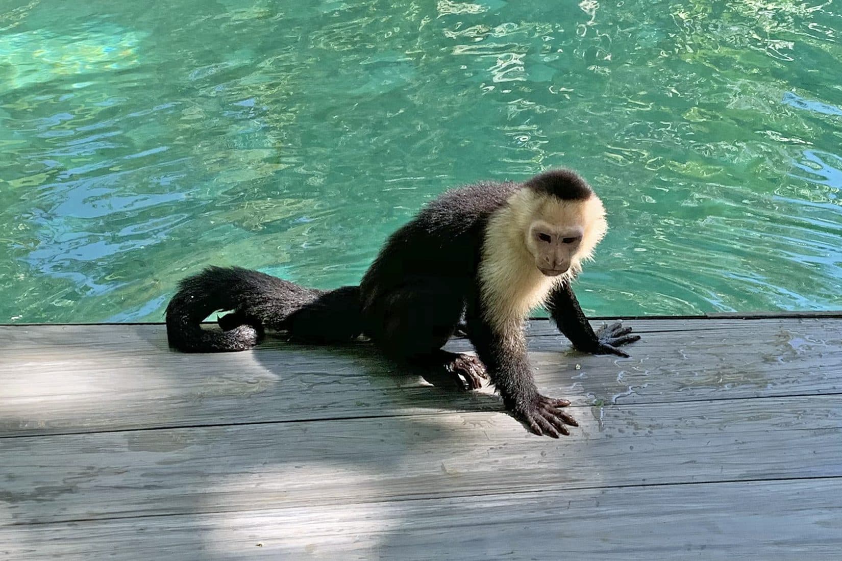 White-faced capuchin