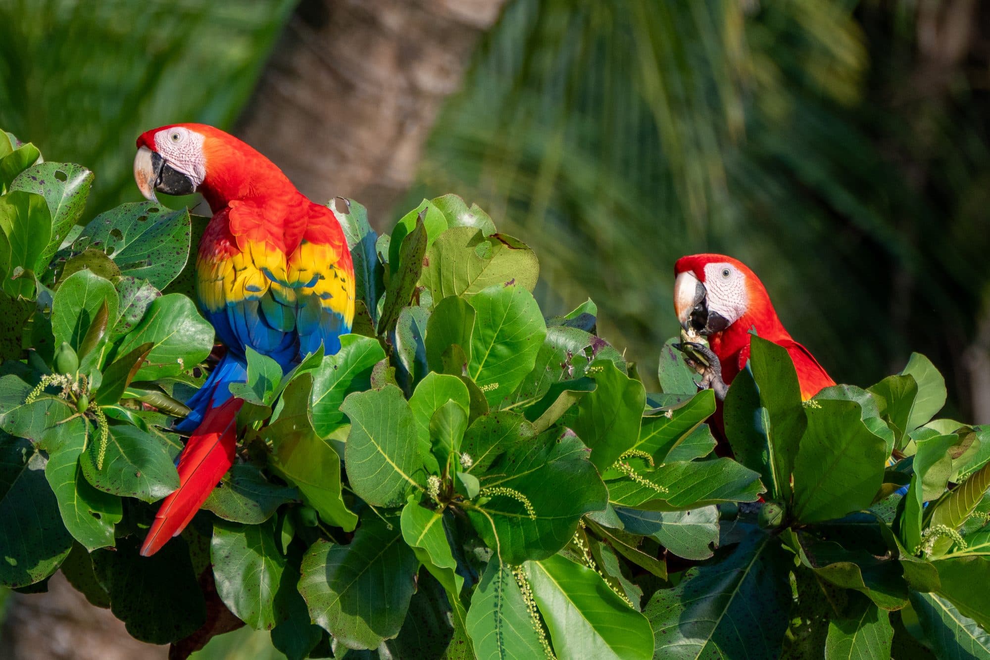 Scarlet macaw