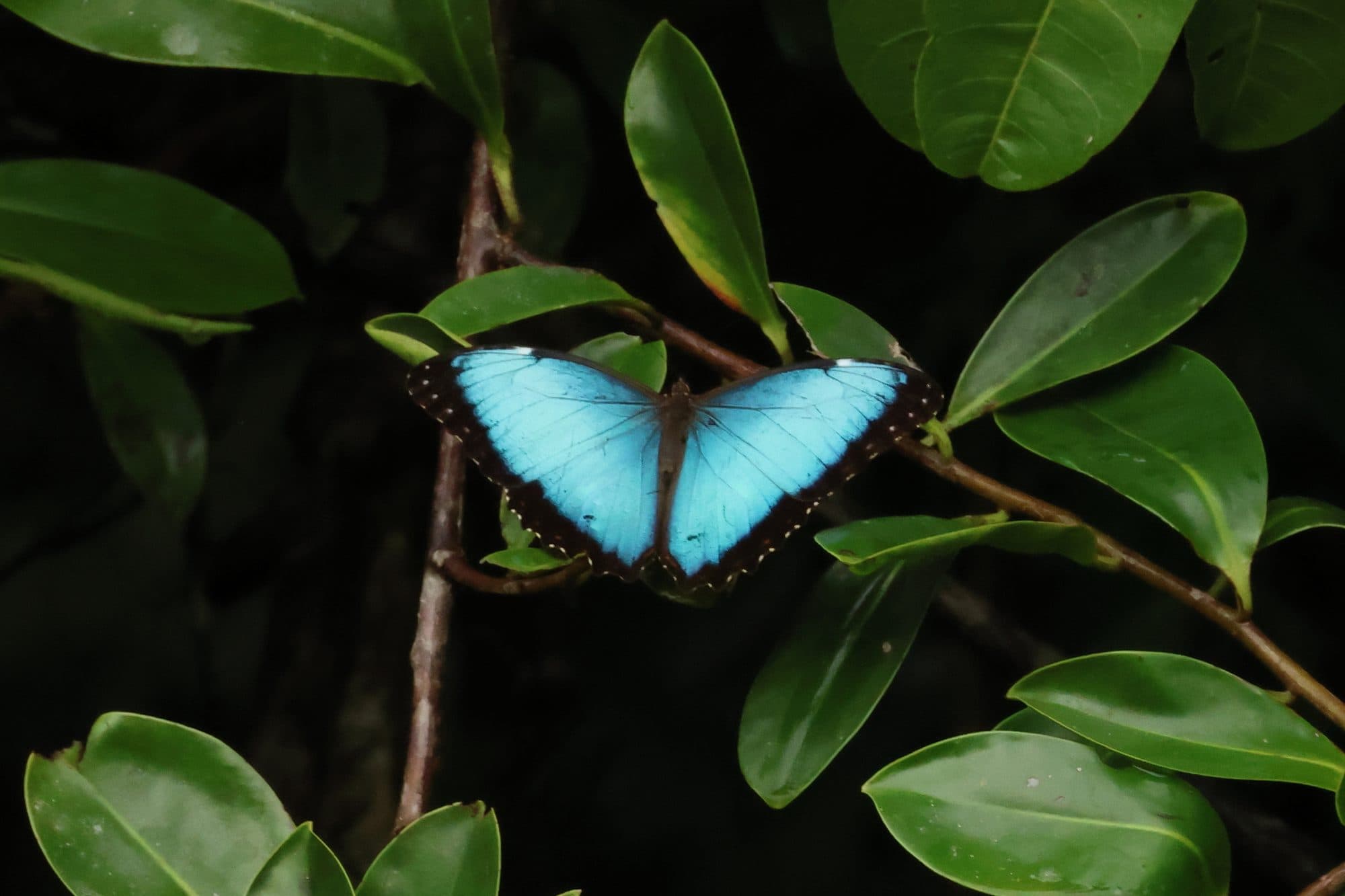 Morpho butterfly