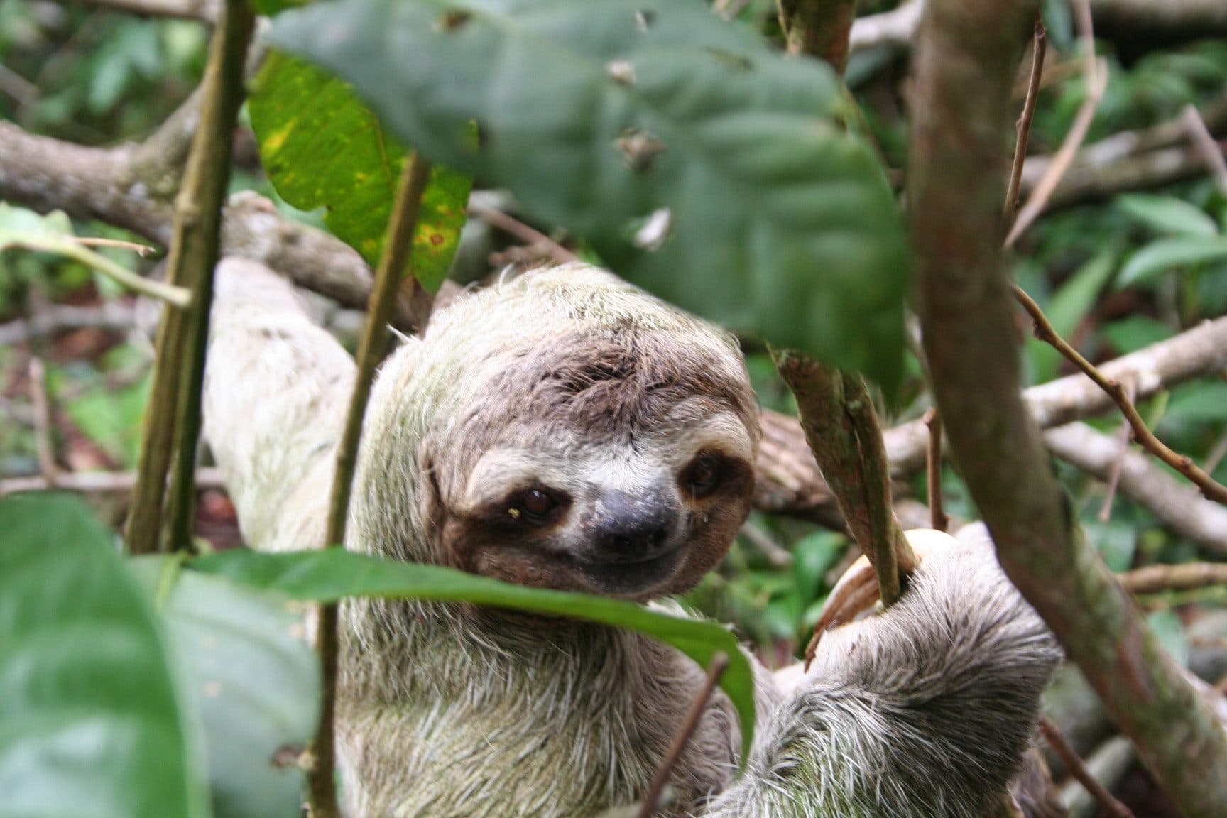 Sloth