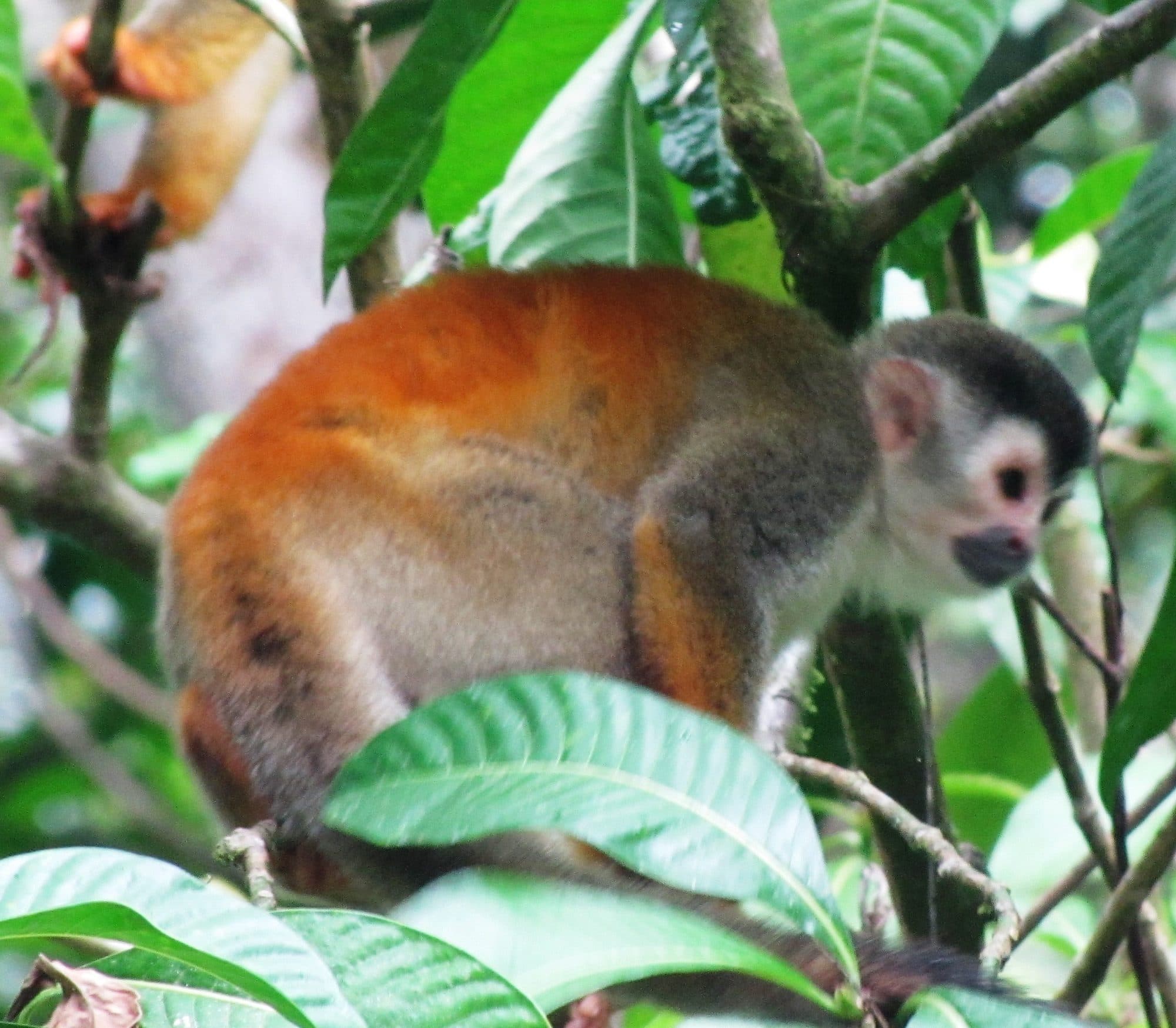 Squirrel monkey