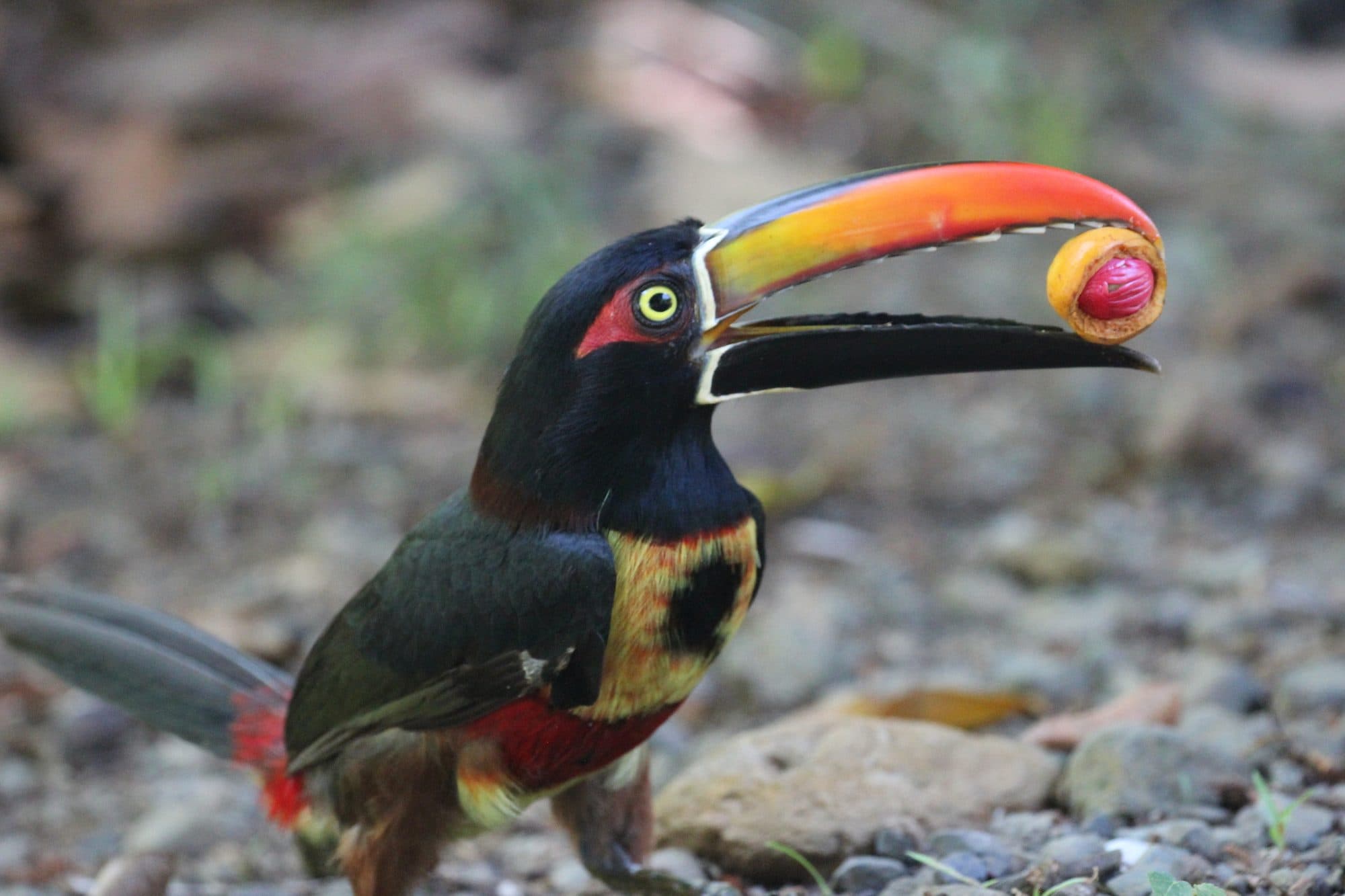 Toucan